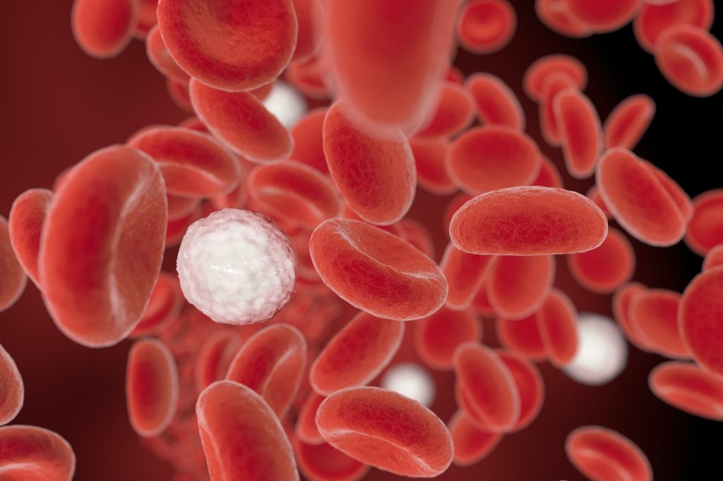 white blood cells in blood stream, 3D illustration