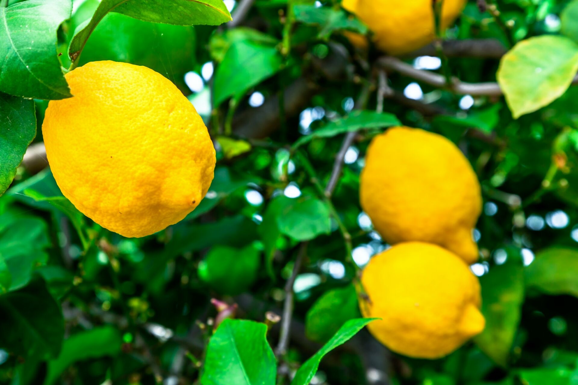 Lemons in a tree